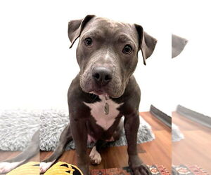 Mutt Dogs for adoption in Rockville, MD, USA