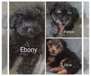 -Poodle (Toy) Mix Puppy for sale in ADKINS, TX, USA