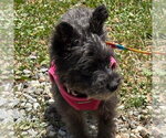 Small #4 Miniature Schnauzer Mix