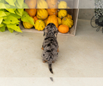 Otis - Male Dachshund Puppy for Sale - Photo #4