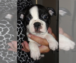 Boston Terrier Puppy for sale in CRKD RVR RNCH, OR, USA