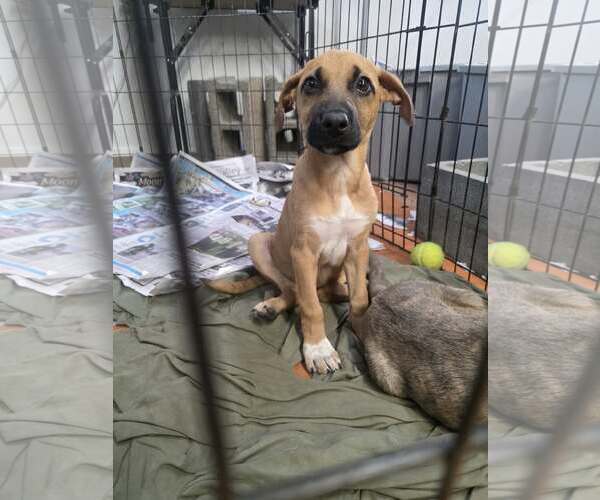 Medium Photo #2 German Shepherd Dog-Unknown Mix Puppy For Sale in SHERBURNE, NY, USA