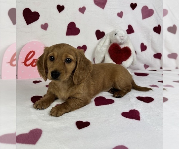 Medium Photo #3 Dachshund Puppy For Sale in FRANKLIN, IN, USA
