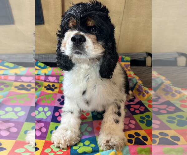 Medium Photo #7 Cocker Spaniel Puppy For Sale in Pacolet, SC, USA