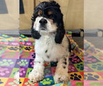 Small #6 Cocker Spaniel