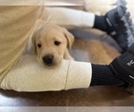 Small #6 Labrador Retriever