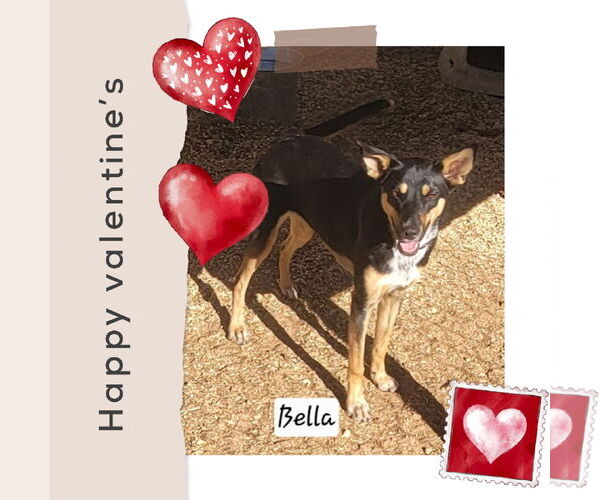 Medium Photo #3 Mutt Puppy For Sale in Granbury, TX, USA