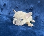 Small Photo #45 French Bulldog Puppy For Sale in CHICAGO, IL, USA