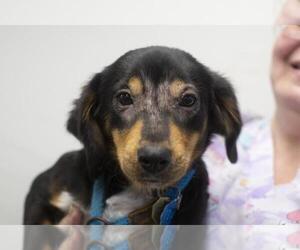 Medium Beagle Mix