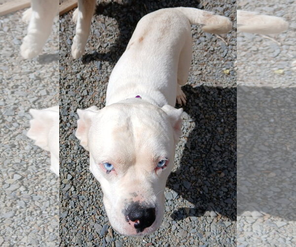 Medium Photo #2 Boxer-Unknown Mix Puppy For Sale in Newfoundland, PA, USA