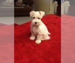 Small Photo #11 Schnauzer (Miniature) Puppy For Sale in COLONIAL HEIGHTS, TN, USA