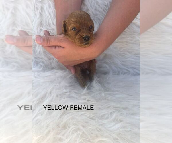 Medium Photo #4 Goldendoodle (Miniature) Puppy For Sale in BAKERSFIELD, CA, USA