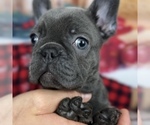 Small Photo #5 French Bulldog Puppy For Sale in BROOKLYN, NY, USA