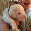 Small Photo #217 Dogo Argentino Puppy For Sale in JANE, MO, USA