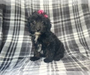 Aussiedoodle Miniature Puppy for sale in LAKELAND, FL, USA