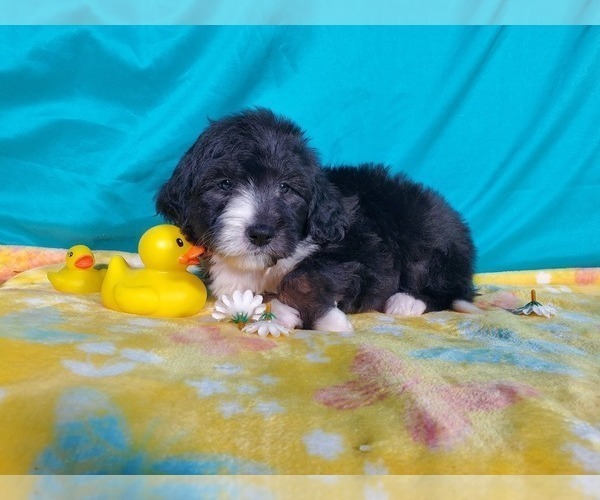 Medium Photo #2 Bernedoodle (Miniature) Puppy For Sale in COLORADO SPRINGS, CO, USA