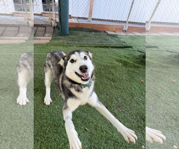 Medium Photo #2 - Mix Puppy For Sale in San Diego, CA, USA