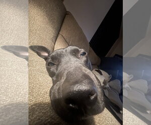 MURPHY #10 - Female American Pit Bull Terrier-Unknown Mix Dog for Adoption - Photo #5