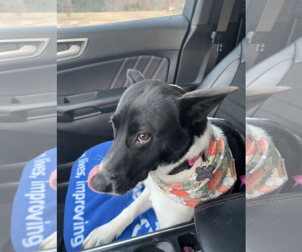 Medium Photo #9 Mutt Puppy For Sale in Holly Springs, NC, USA