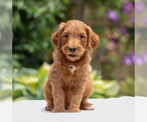 Goldendoodle Puppy for sale in EAST EARL, PA, USA