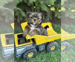 Shorkie Tzu Puppy for sale in MIDDLEBURY, IN, USA