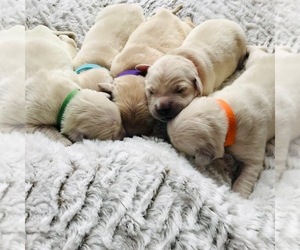 Golden Retriever Puppy for sale in AMHERST, OH, USA