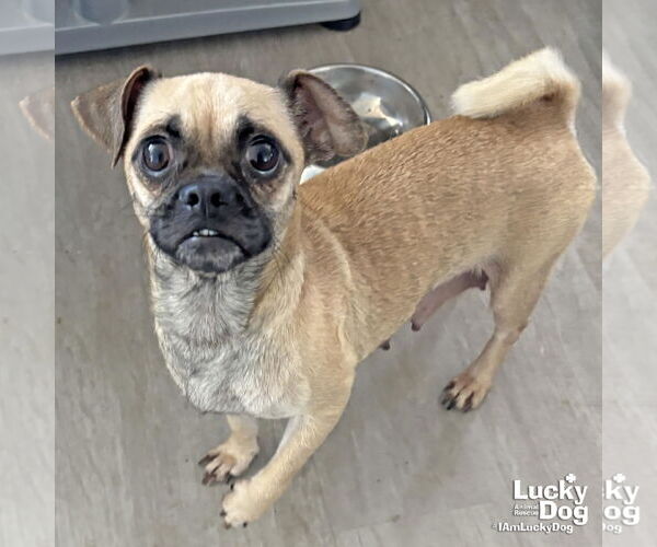 Medium Photo #1 Pug-Unknown Mix Puppy For Sale in Washington, DC, USA