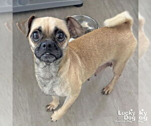 Pug-Unknown Mix Dogs for adoption in Washington, DC, USA