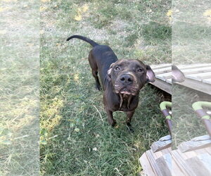 Booker - Male Labrador Retriever-Staffordshire Bull Terrier Mix Dog for Adoption - Photo #2