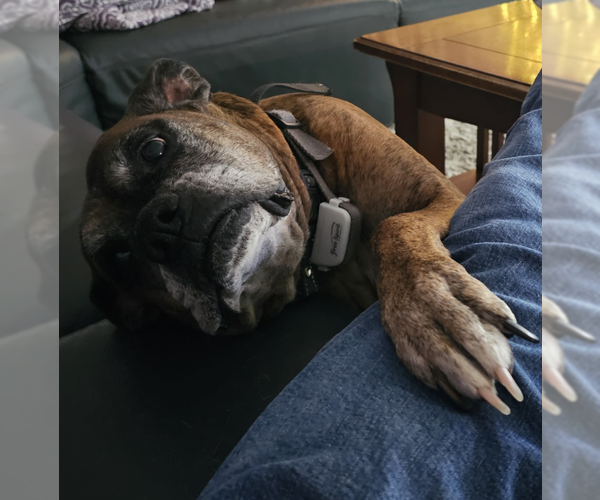 Medium Photo #2 Boxer Puppy For Sale in McKinney, TX, USA