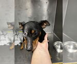 Small #5 Miniature Pinscher