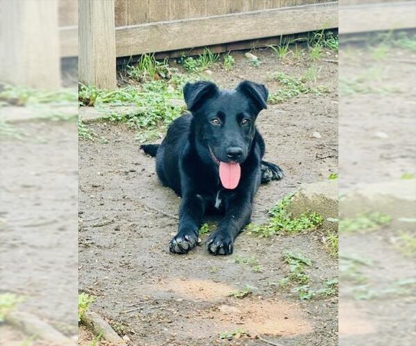 Medium Photo #1 Australian Shepherd-Unknown Mix Puppy For Sale in San Antonio, TX, USA