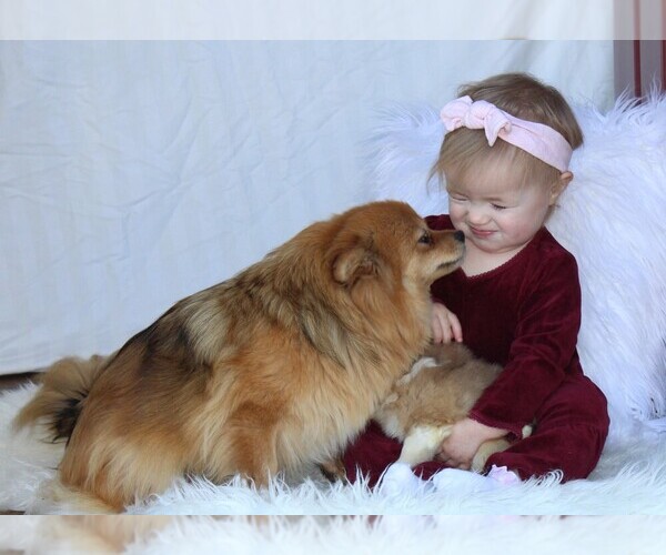Medium Photo #1 Pomeranian Puppy For Sale in ROCK STREAM, NY, USA