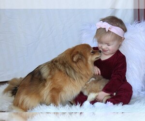 Mother of the Pomeranian puppies born on 05/14/2025