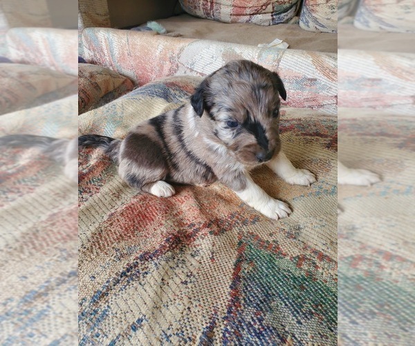 Medium Photo #9 Australian Shepherd Puppy For Sale in NEW IBERIA, LA, USA