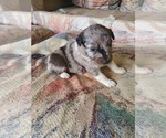 Small Photo #9 Australian Shepherd Puppy For Sale in NEW IBERIA, LA, USA