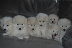 Small Photo #1 Samoyed Puppy For Sale in IRVING, NY, USA