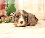 Small Photo #386 Aussiedoodle Miniature  Puppy For Sale in STAFFORD, VA, USA