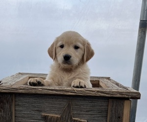 Schnauzer (Miniature) Puppy for sale in DORCHESTER, WI, USA