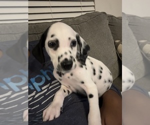 Dalmatian Puppy for sale in RALEIGH, NC, USA