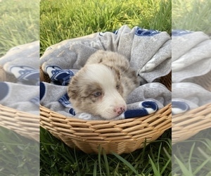 Miniature Australian Shepherd Puppy for sale in WILLIAMSPORT, PA, USA