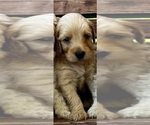 Puppy Harmony Goldendoodle
