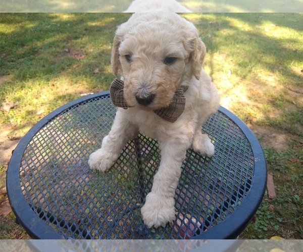 Medium Photo #26 Goldendoodle Puppy For Sale in ZEBULON, NC, USA