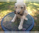 Small Photo #26 Goldendoodle Puppy For Sale in ZEBULON, NC, USA