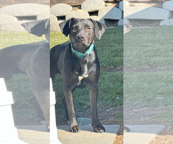 Medium Photo #5 Labrador Retriever-Unknown Mix Puppy For Sale in San Diego, CA, USA