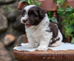Small Photo #18 Havanese Puppy For Sale in GOSHEN, IN, USA