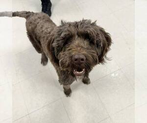 Portuguese Water Dog Dogs for adoption in Newfield, NJ, USA
