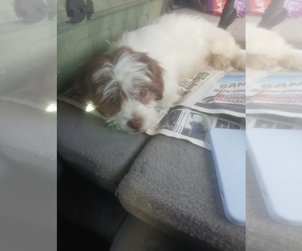 Medium Photo #1 Shih Tzu Puppy For Sale in OKEECHOBEE, FL, USA