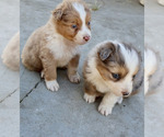 Puppy Puppy 7 Australian Shepherd
