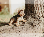 Small Photo #21 Yorkshire Terrier Puppy For Sale in FOREST HILL, TX, USA